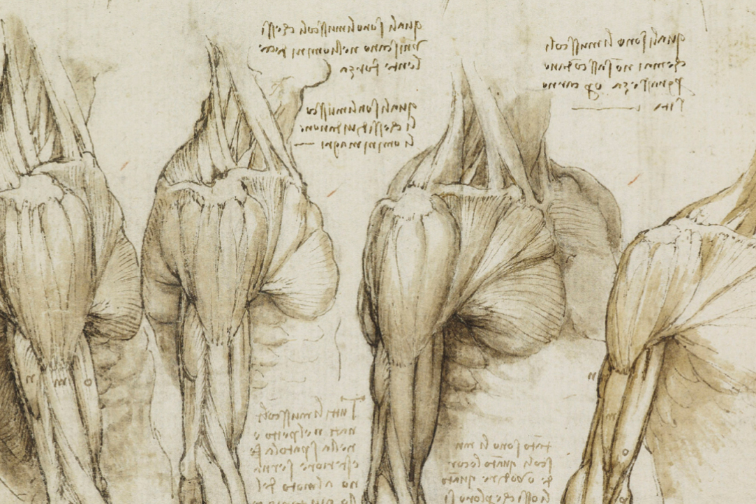 Donor Muscle Training Before Transplantation Expedites Rehabilitation Process in Patients Illustration for news: Donor Muscle Training Before Transplantation Expedites Rehabilitation Process in Patients